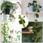 6156L Plant Climbing Wall Clips Self-Adhesive Money Plant Support Clips Vine Plant Climbing Fixing Clip 